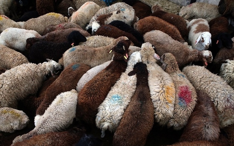 واردات گوسفند از هفته آینده آغاز می‌شود