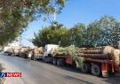 صادرات درختان خرمای دشتستان به کشورهای حوزه خلیج فارس