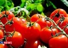 صادرات روزانه بیش از ۵۰۰ هزار تن گوجه فرنگی به عراق