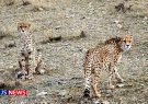 عملیات نجات یوزپلنگ‌های ایرانی