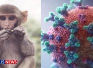 آبله میمون چیست؟ /موردی از ابتلا در ایران گزارش نشده است
