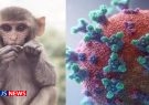 جزئیات بیماری آبله میمون / موردی از ابتلا در ایران گزارش نشده است