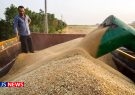 ذخایر گندم کشور ۱.۵ برابر میانگین جهانی است